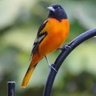 Oriole 🦜🐦🦜🐦's profile picture