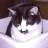 テツヤ's profile picture
