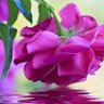 Profilbild von حە ویز کە رکوکی