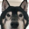 柴太 profil fotoğrafı