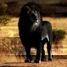 alidaral016 profil fotoğrafı