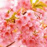 Profilbild von 🌸Cherry 🌸blossoms