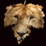 şeref Akpak's profile picture