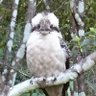 kookaburra笑うカワセミ 的头像