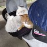 Фото профиля にゃりんこ