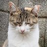 Profilbild von 猫剣士