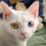 Cheese's profile picture