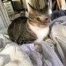 Profilbild von Wren