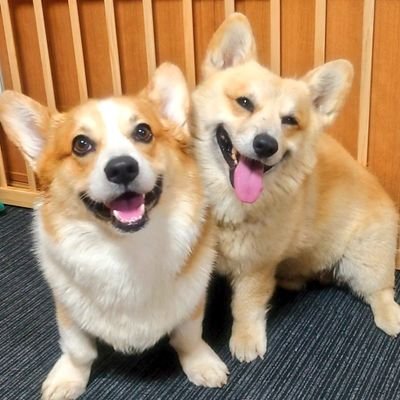 CorgiLocal's profile picture