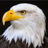Aquila Rex profil fotoğrafı