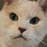 ニャム profil fotoğrafı