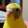 PIPIchan profil fotoğrafı