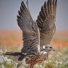 الشعيفاني _ الكويت profil fotoğrafı