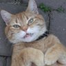 Profilbild von Ginger Cat