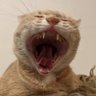 onda_nista's profile picture