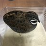 じゃいJA 22 的头像