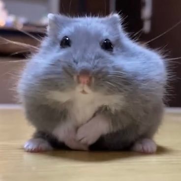 エンタ治療院's profile picture