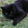 🦘MS Catty 🦘 profil fotoğrafı