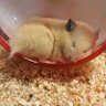 🌸あんこ🌸 的头像