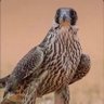 AbuFahad's profile picture