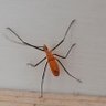 Фото профиля Broseph