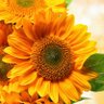 N A S 87 profil fotoğrafı