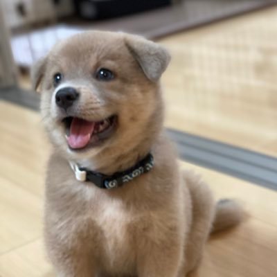 あさぎ's profile picture