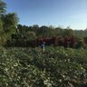 Citrapujangga 的头像