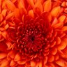 Фото профиля Paresh Patil