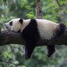 Lazy Panda 的头像
