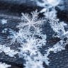 Snow's profile picture