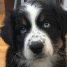 Respect the Doge #1's profile picture