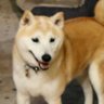 Profilbild von Harumi