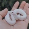 Lil Noodle's profile picture