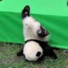 やっぱりパンダ🐼が好き💙💛🍥 的头像