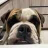 Märïüš's profile picture