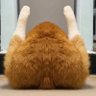 地塞米松 profil fotoğrafı