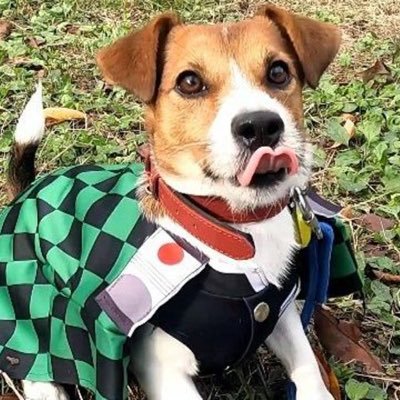 チェイルの犬修日記✍️🐾's profile picture