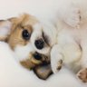 Profilbild von からだチョイ悪おやじ