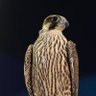 Mohamed Sultan's profile picture