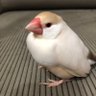 文鳥のここちゃん(あおぐみ) profil fotoğrafı