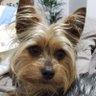 Profilbild von Mineira em EssePêh!
