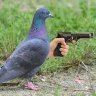 Pigeon_Gun 的头像