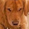 Caitlyn’s Pup 的头像