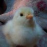変なおじさんとこの鶏さん's profile picture