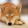 Фото профиля ありーぬ