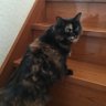 チョッピー's profile picture