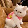 LuLu Ilumia's profile picture