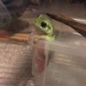 🐸さしゃ🐸 profil fotoğrafı
