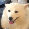AutonomyEverything 的头像
